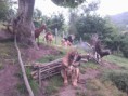 /album/fotogaleria/isis-cabras-2-jpg/